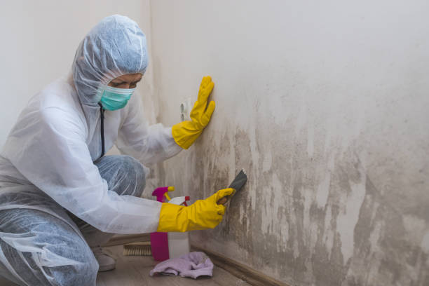 Best Local Mold Removal Service  in Atlantic Highlands, NJ