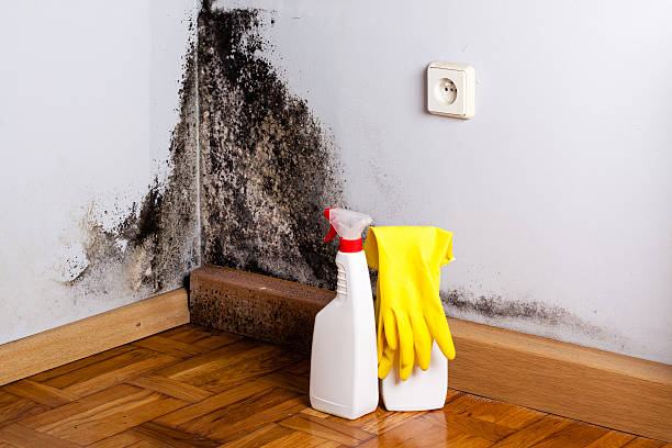 Best Certified Mold Removal  in Atlantic Highlands, NJ