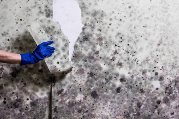 Best Crawl Space Mold Removal  in Atlantic Highlands, NJ