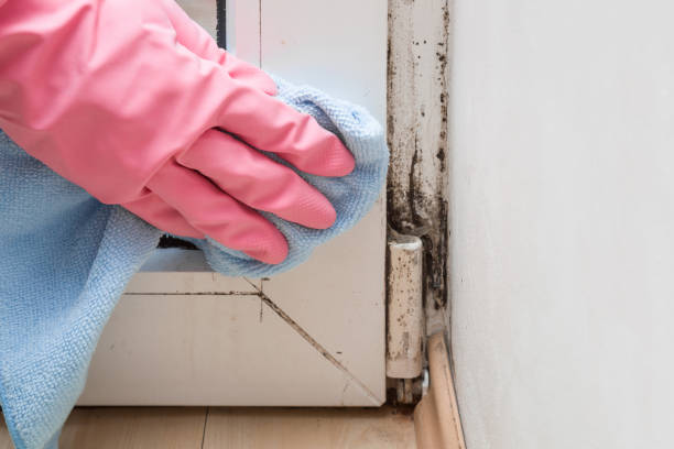 Best Mold Damage Repair  in Atlantic Highlands, NJ
